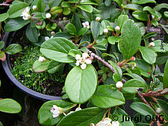 Cotoneaster dammeri varietas 'Radicans', Teppich-Kriechmispel 'Radicans'