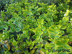 Euonymus fortunei 'Emerald'n Gold', Kletterspindelstrauch 'Emerald'n Gold'