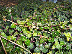 Euonymus fortunei 'Minimus', Kletterspindelstrauch 'Minimus'