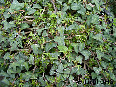 <tmpl_var article_image2_description | HTML >