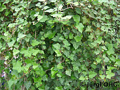<tmpl_var article_image3_description | HTML >