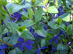 <tmpl_var article_image4_description | HTML >