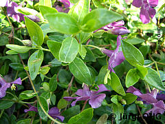 <tmpl_var article_image3_description | HTML >