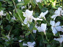 <tmpl_var article_image2_description | HTML >