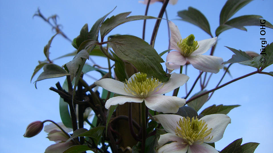 Clematis montana 'Rubens', Bergwaldrebe 'Rubens'