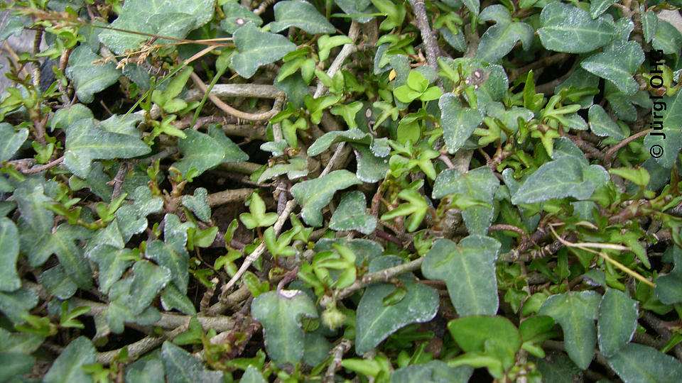 Hedera helix 'Spetchley', Zwergefeu 'Spetchley'