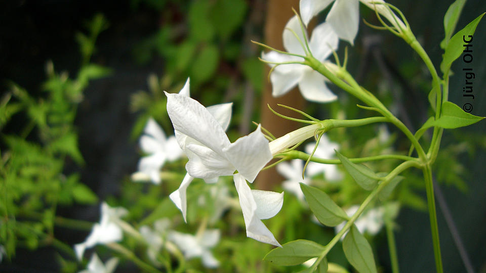 Jasminum officinale, Echter Jasmin