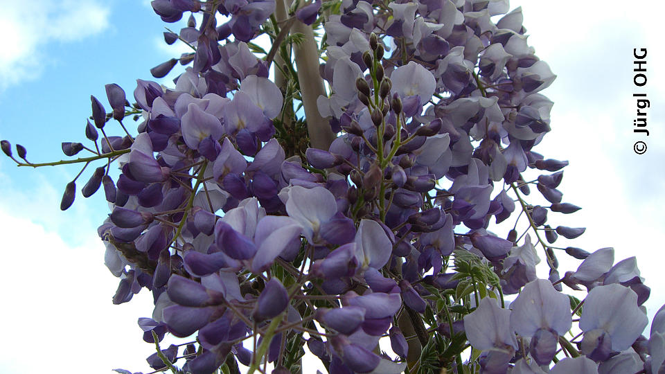 Wisteria sinensis 'Caroline', Chinesischer Blauregen 'Caroline'