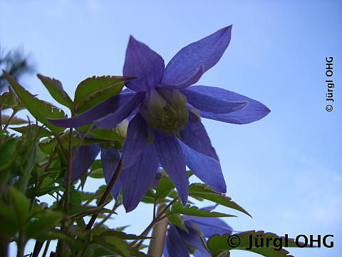 Clematis alpina, Alpenwaldrebe