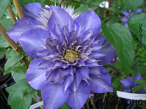 Clematis 'Multi Blue', Waldrebe 'Multi Blue'