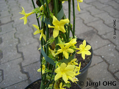 Jasminum nudiflorum, Winterjasmin