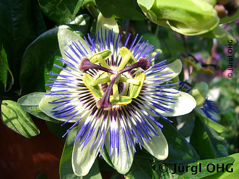 Passiflora caerulea, Passionsblume