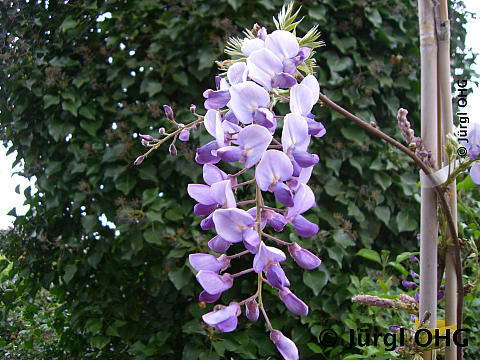 Wisteria sinensis 'Caroline', Chinesischer Blauregen 'Caroline'