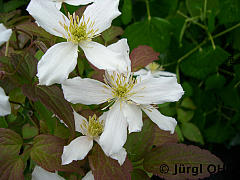 <tmpl_var article_image3_description | HTML >