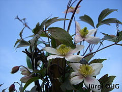 <tmpl_var article_image2_description | HTML >