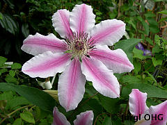 Clematis 'Nelly Moser', Waldrebe 'Nelly Moser'