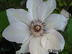 Clematis 'Snow Queen', Waldrebe 'Snow Queen'