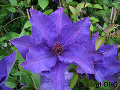 Clematis 'The President', Waldrebe 'The President'