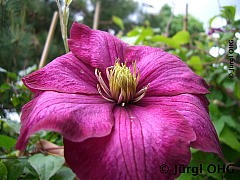 Clematis 'Ville de Lyon', Waldrebe 'Ville de Lyon'