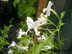 Jasminum officinale, Echter Jasmin