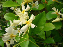 Trachelospermum 'Asiaticum', Sternjasmin 'Asiaticum'