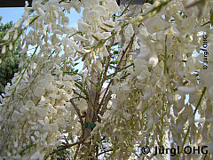 Wisteria sinensis 'Alba', Weißer chinesischer Blauregen 'Alba'