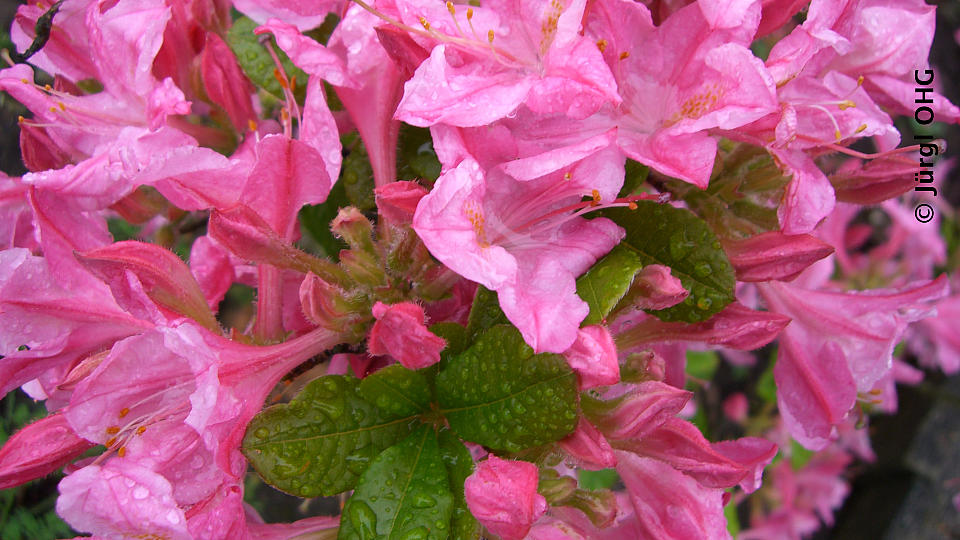 Rhododendron luteum 'Rosata', Sommergrüner Rhododendron 'Rosata'