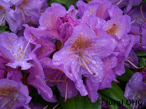 Rhododendron Hybride 'Blutopia', Rhododendron 'Blutopia'