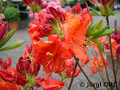 Rhododendron luteum 'Feuerwerk', Sommergrüne Azalee 'Feuerwerk'