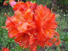 Rhododendron luteum 'Gibraltar', Laubwerfende Azalee 'Gibraltar'
