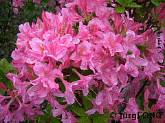 Rhododendron luteum 'Rosata', Sommergrüner Rhododendron 'Rosata'