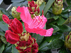 Rhododendron yakushimanum 'Astrid'(S), Rhododendron 'Astried'(S)