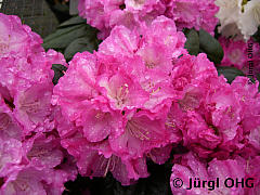Rhododendron yakushimanum 'Blurettia', Rhododendron 'Blurettia'