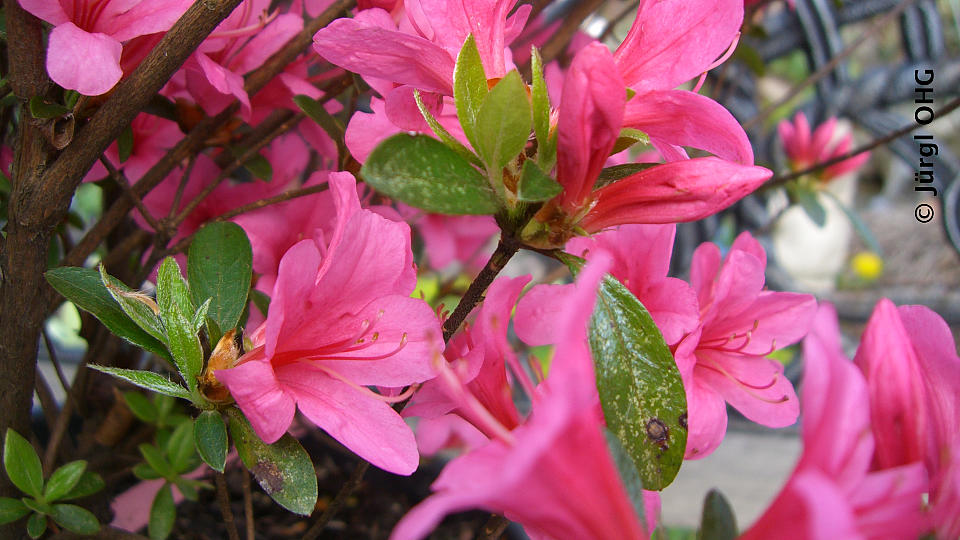 Rhododendron obtusum 'Silvester', Japanische Azalee 'Silvester'