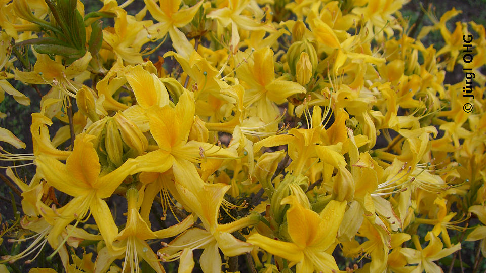 Rhododendron luteum, Gelbe Azalee