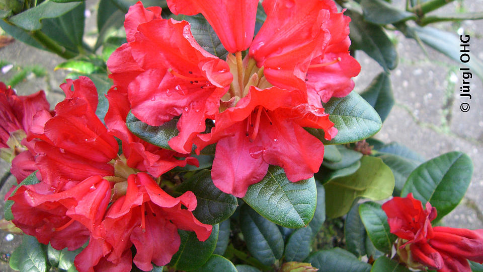 Rhododendron repens 'Scarlet Wonder', Rhododendron 'Scarlet Wonder'