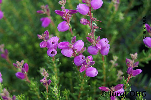 Daboecia cantabrica, Irisches Heidegewächs