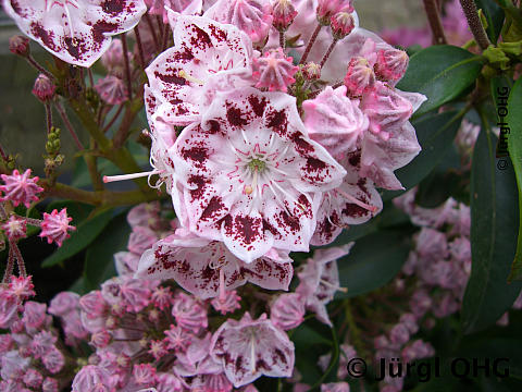 Kalmia latifolia 'Ginkona', Berglorbeer 'Ginkona'