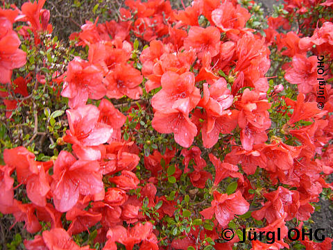 Rhododendron obtusum 'Orange Beauty', Japanische Azalee 'Orange Beauty'
