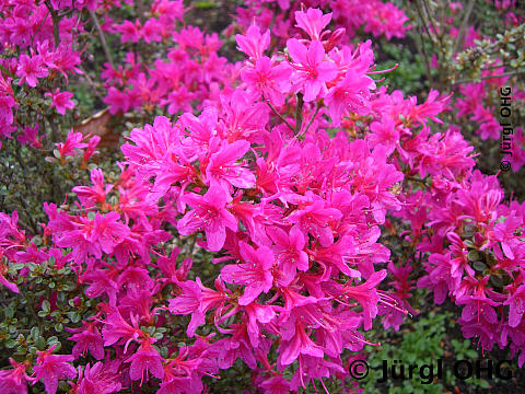 Rhododendron obtusum 'Amoena', Japanische Azalee 'Amoena'