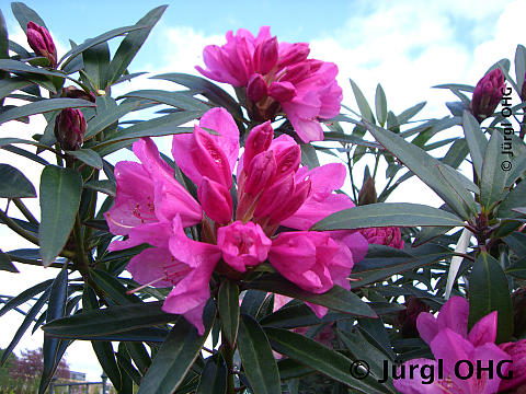 Rhododendron ponticum 'Graziella', Rhododendron 'Graziella'