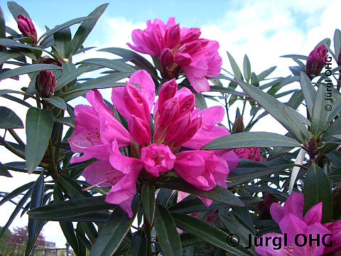 <tmpl_var article_image_description | HTML >