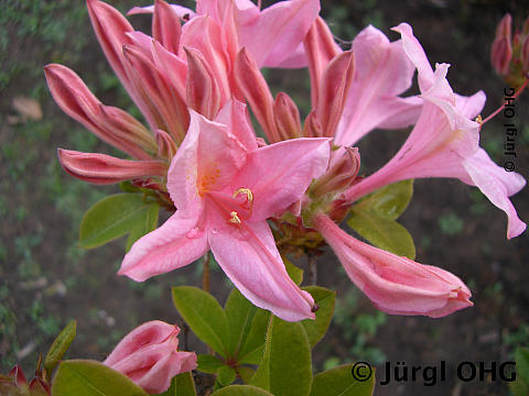 Rhododendron luteum 'Soir de Paris', Sommergrüne Azalee 'Soir de Paris'