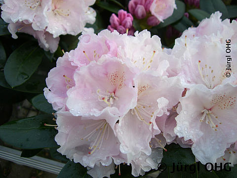 Rhododendron yakushimanum 'Schneekrone', Rhododendron 'Schneekrone'