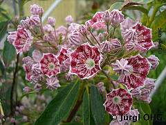 Kalmia latifolia 'Pinwheel', Berglorbeer 'Pinwheel'