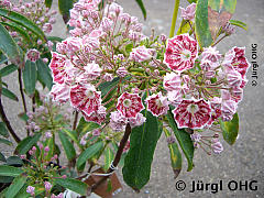 Kalmia latifolia 'Pinwheel', Berglorbeer 'Pinwheel'