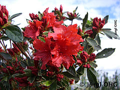 Rhododendron obtusum 'Hot Shot Variegata', Japanische Azalee 'Hot Shot Variegata'
