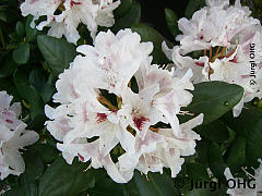 Rhododendron Hybride 'Schneeauge', Rhododendron 'Schneeauge'