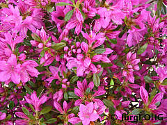 Rhododendron obtusum 'Hatsugiri', Japanische Azalee 'Hatsugiri'