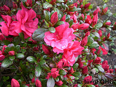 Rhododendron obtusum 'Johanna', Japanische Azalee 'Johanna'